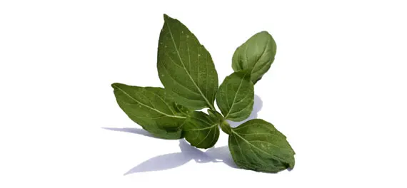 Basil