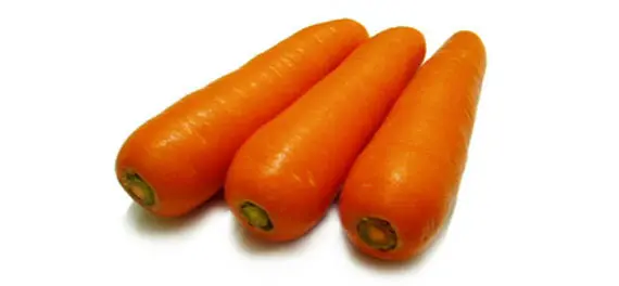 Carrot Seed Oil