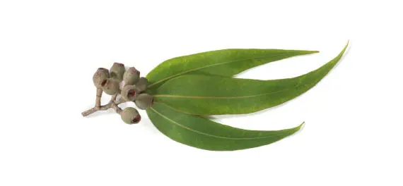 Eucalyptus Oil