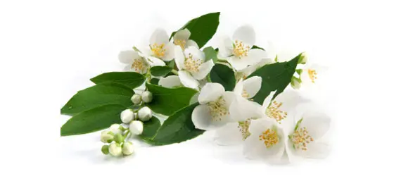 Jasmine Oil