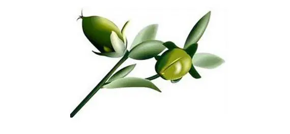 Jojoba Oil