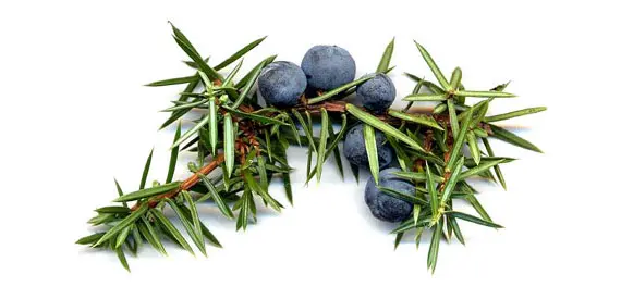 Juniper Oil