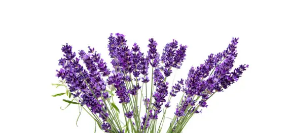 Lavender Oil