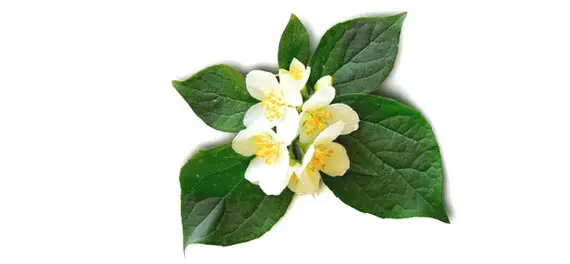 Neroli Oil