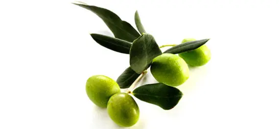 Olive Oil