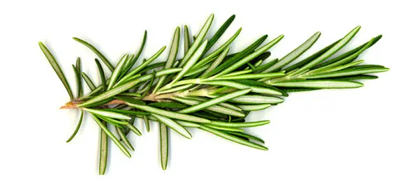 Rosemary Oil