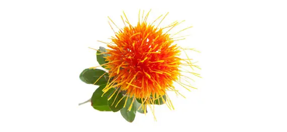 Safflower Oil