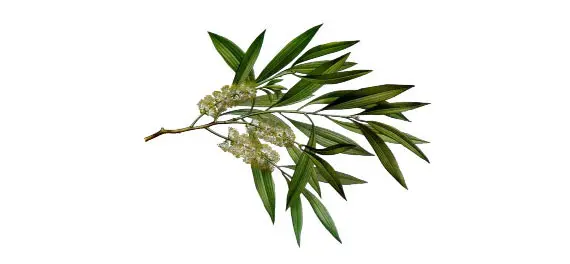 Tea Tree Oil