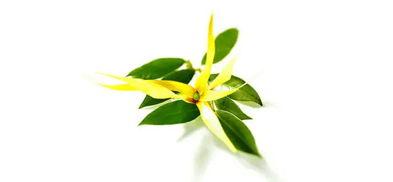 Ylang Ylang Oil