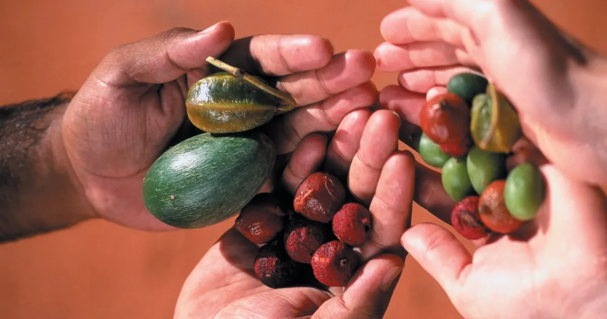 The Rise of Native Australian Botanicals